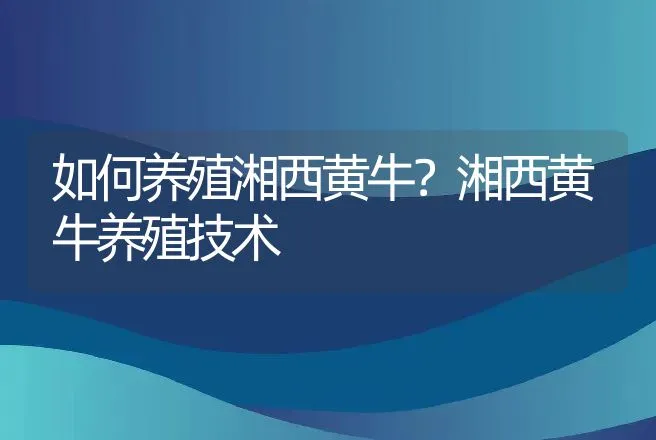 如何养殖湘西黄牛？湘西黄牛养殖技术 | 家畜养殖