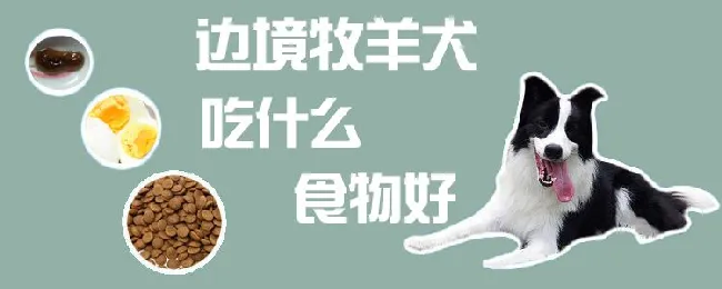 边境牧羊犬吃什么食物好 | 宠物病虫害防治