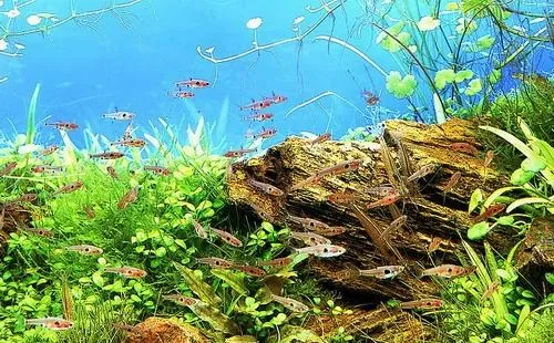 水族箱的底砂和水中的温度要求 | 宠物病虫害防治