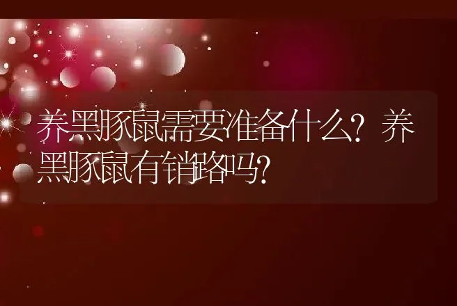 养黑豚鼠需要准备什么？养黑豚鼠有销路吗？ | 特种养殖