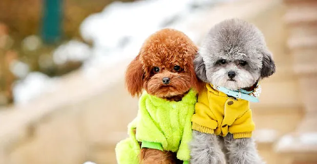 泰迪犬能吃水果吗 | 宠物病虫害防治