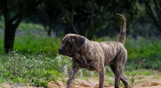 加纳利幼犬玩具怎么选 西班牙加纳利犬玩具选择推荐 | 宠物病虫害防治