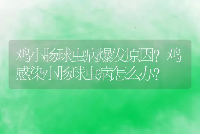 鸡小肠球虫病爆发原因？鸡感染小肠球虫病怎么办？ | 兽医知识大全