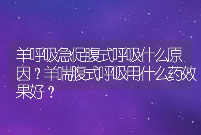 羊呼吸急促腹式呼吸什么原因？羊喘腹式呼吸用什么药效果好？ | 兽医知识大全