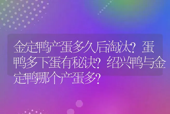 金定鸭产蛋多久后淘汰?蛋鸭多下蛋有秘诀?绍兴鸭与金定鸭哪个产蛋多? | 动物养殖