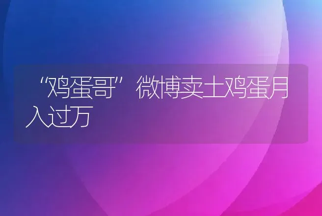 “鸡蛋哥”微博卖土鸡蛋月入过万 | 养殖致富