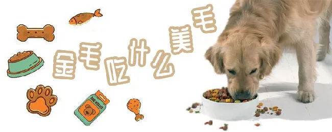 金毛犬吃什么美毛 | 宠物病虫害防治