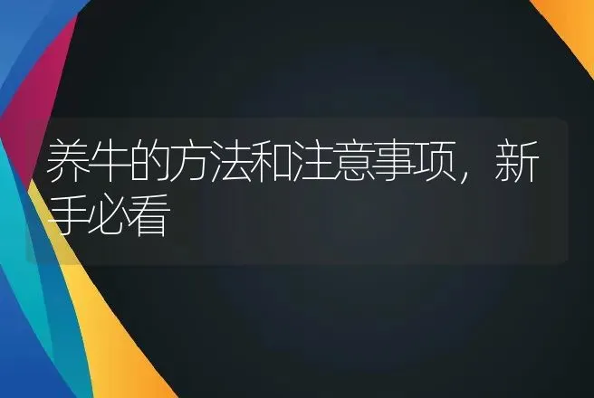 养牛的方法和注意事项，新手必看 | 家畜养殖