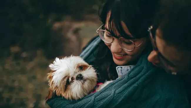 安徽宿城为做好犬类管理，上万只宠物狗登记在册 | 宠物政策法规