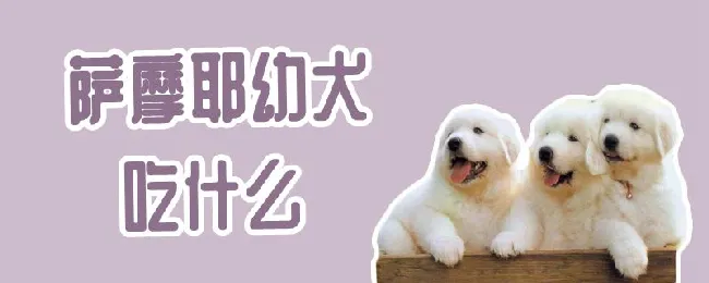 萨摩耶幼犬吃什么 | 宠物病虫害防治