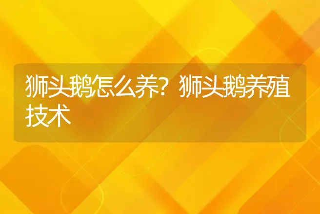 狮头鹅怎么养？狮头鹅养殖技术 | 家禽养殖