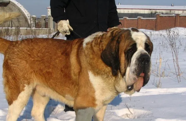 训练圣伯纳犬的拒食训练方法 | 宠物狗训练技巧