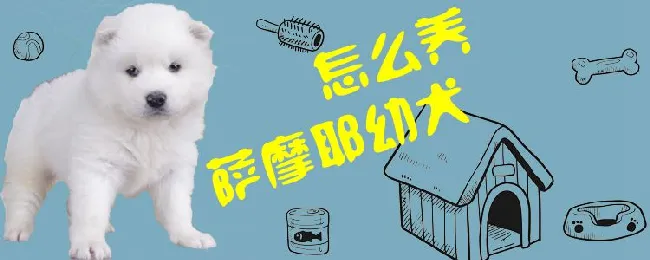 怎么养萨摩耶幼犬 | 宠物病虫害防治