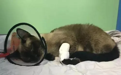 猫传染性腹膜炎是什么病，严重吗？ | 宠物猫病虫害防治