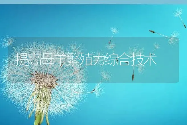 提高母羊繁殖力综合技术 | 动物养殖