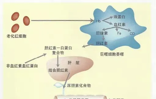 临床犬猫血红尿的鉴别诊断【图解】 | 宠物猫病虫害防治