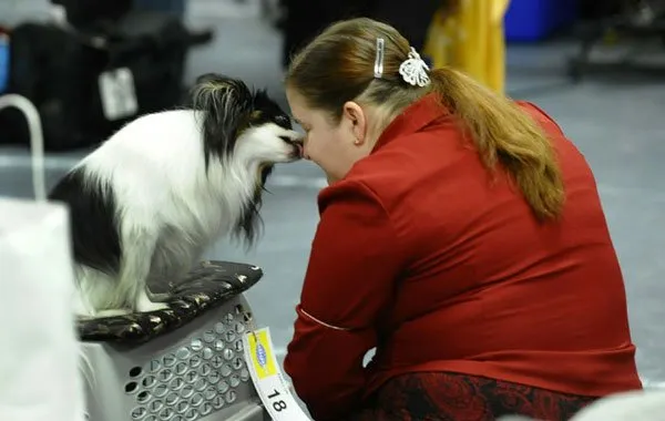 美国西敏寺犬展的宠物狗狗们 | 宠物新闻资讯