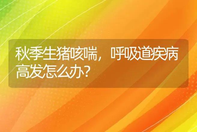 秋季生猪咳喘，呼吸道疾病高发怎么办？ | 兽医知识大全