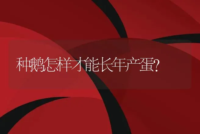 种鹅怎样才能长年产蛋? | 家禽养殖