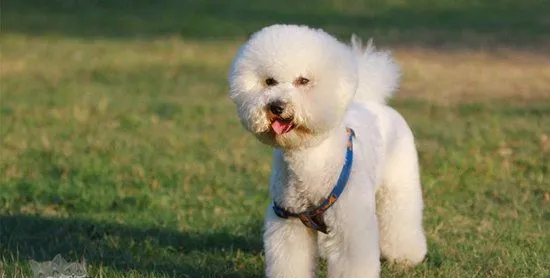 比熊犬多久梳一次毛比较好 卷毛比熊犬怎么梳毛方法 | 宠物病虫害防治