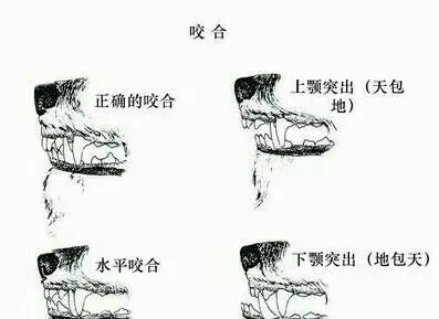 关于“迷你雪纳瑞”的那些事儿 | 宠物新闻资讯