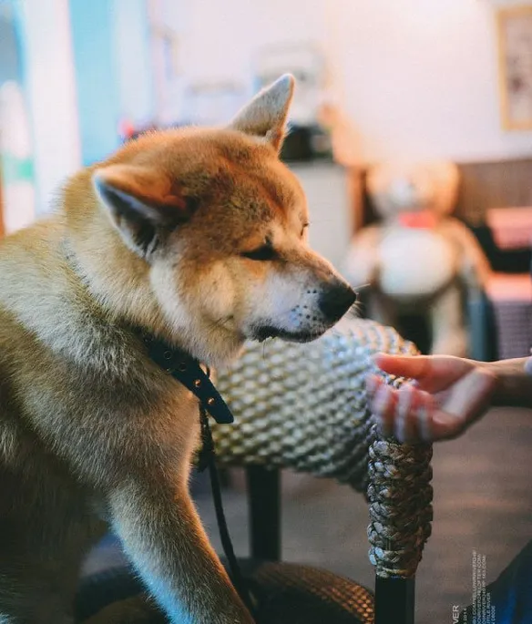 秋田犬性格特点和秋田犬图片 | 宠物狗饲养