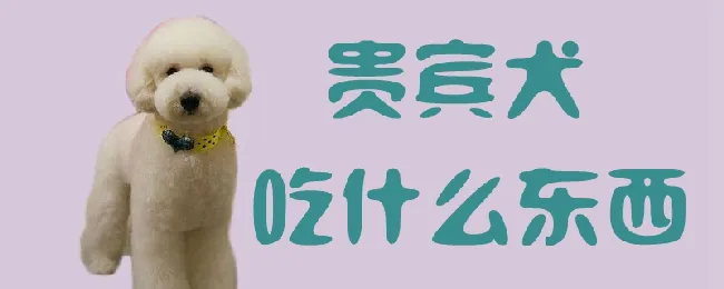 贵宾犬吃什么东西 | 宠物病虫害防治