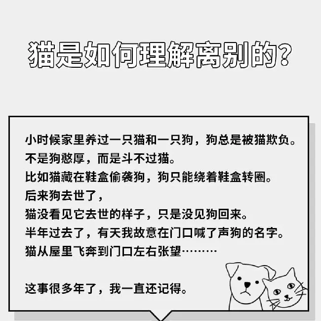 在猫咪的眼里，它们是如何理解离别的？ | 宠物猫饲养