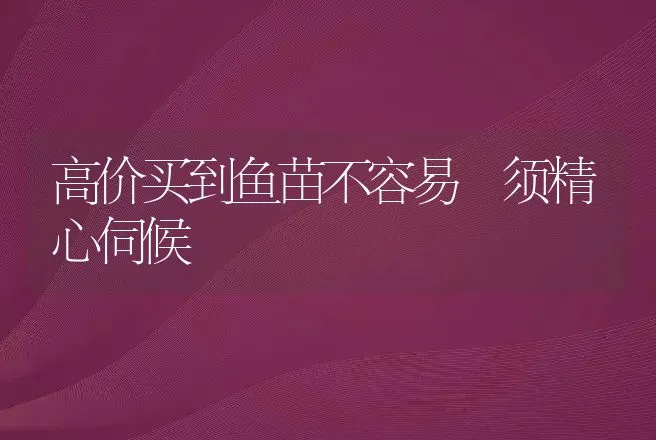 高价买到鱼苗不容易　须精心伺候 | 动物养殖