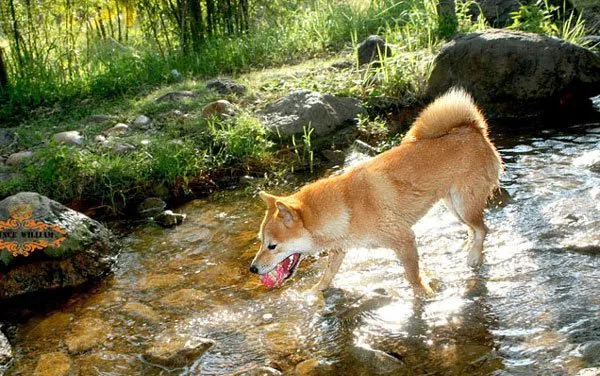 秋田犬性格特点和秋田犬图片 | 宠物狗饲养