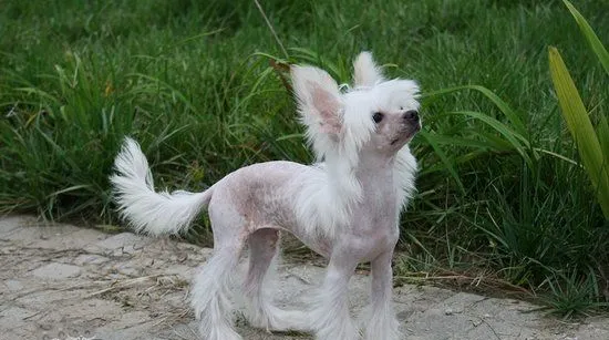 冠毛犬不能吃什么东西 中国冠毛犬不能吃的食物大全 | 宠物病虫害防治