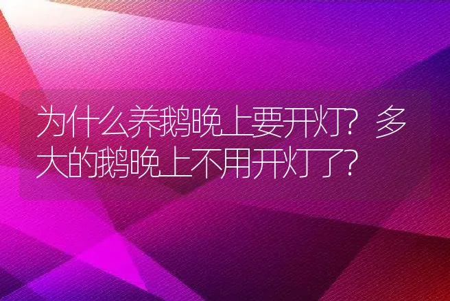 为什么养鹅晚上要开灯?多大的鹅晚上不用开灯了? | 家禽养殖