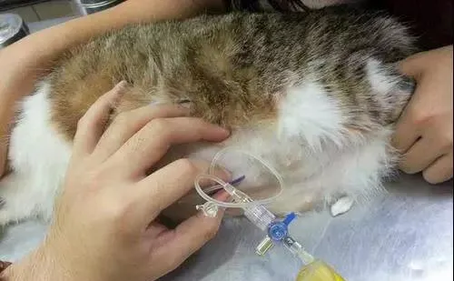 猫传染性腹膜炎是什么病，严重吗？ | 宠物猫病虫害防治