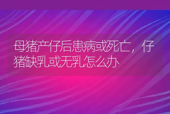 母猪产仔后患病或死亡，仔猪缺乳或无乳怎么办 | 动物养殖