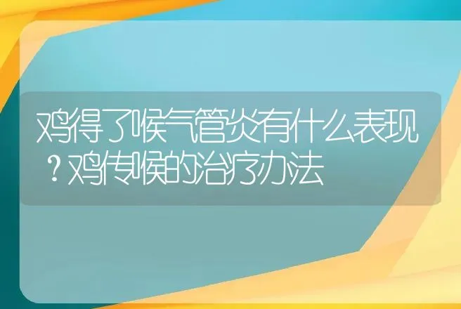 鸡得了喉气管炎有什么表现？鸡传喉的治疗办法 | 兽医知识大全