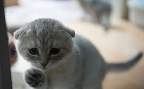 宠物猫咪需要剃毛的几种情况与猫猫不合适剃毛的原因 | 宠物猫饲养