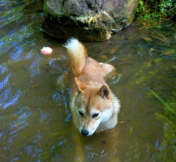 秋田犬性格特点和秋田犬图片 | 宠物狗饲养