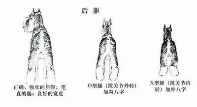 关于“迷你雪纳瑞”的那些事儿 | 宠物新闻资讯