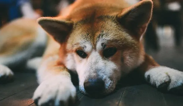 秋田犬性格特点和秋田犬图片 | 宠物狗饲养