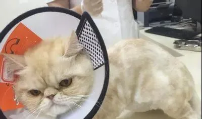 猫传染性腹膜炎是什么病，严重吗？ | 宠物猫病虫害防治