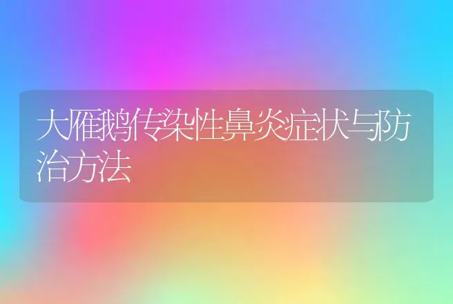 大雁鹅传染性鼻炎症状与防治方法 | 家禽养殖