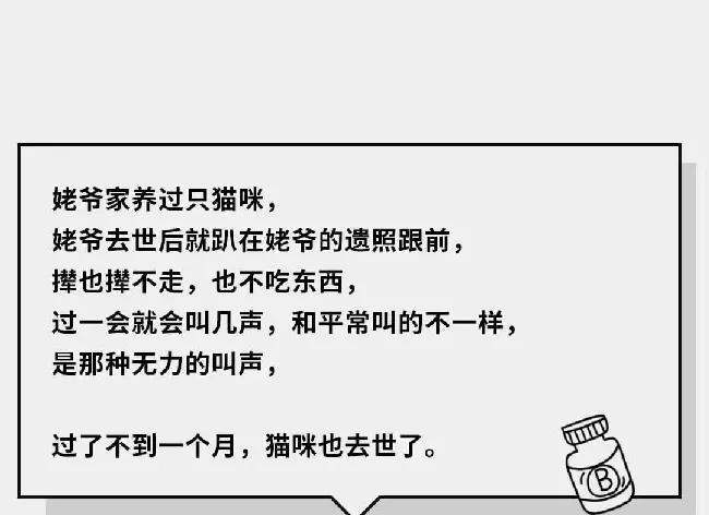 在猫咪的眼里，它们是如何理解离别的？ | 宠物猫饲养