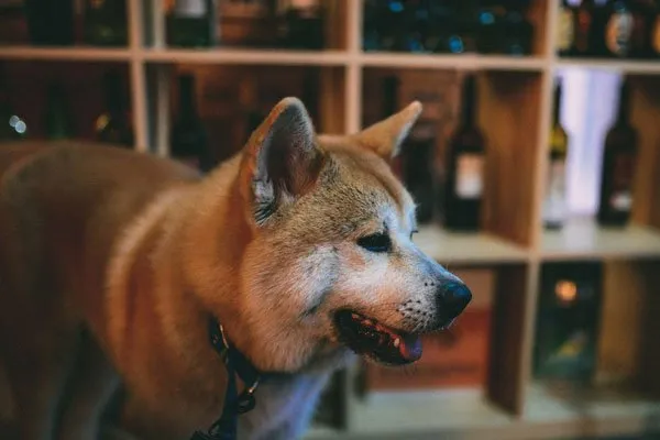 秋田犬性格特点和秋田犬图片 | 宠物狗饲养