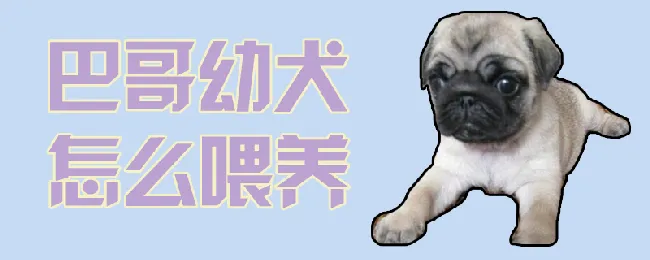 巴哥幼犬怎么喂养 | 宠物病虫害防治