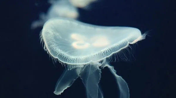 【水族图片】水母图片 | 水族宠物图片