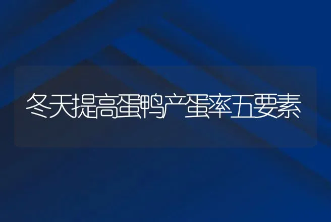 冬天提高蛋鸭产蛋率五要素 | 动物养殖