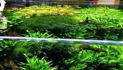水草是优秀的供养者 | 宠物病虫害防治