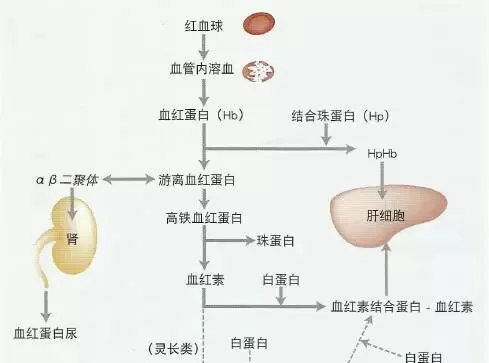 临床犬猫血红尿的鉴别诊断【图解】 | 宠物猫病虫害防治