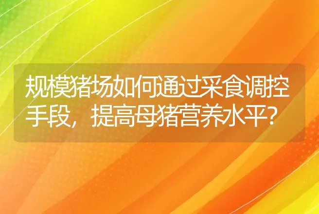 规模猪场如何通过采食调控手段，提高母猪营养水平？ | 家畜养殖