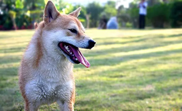 秋田犬性格特点和秋田犬图片 | 宠物狗饲养